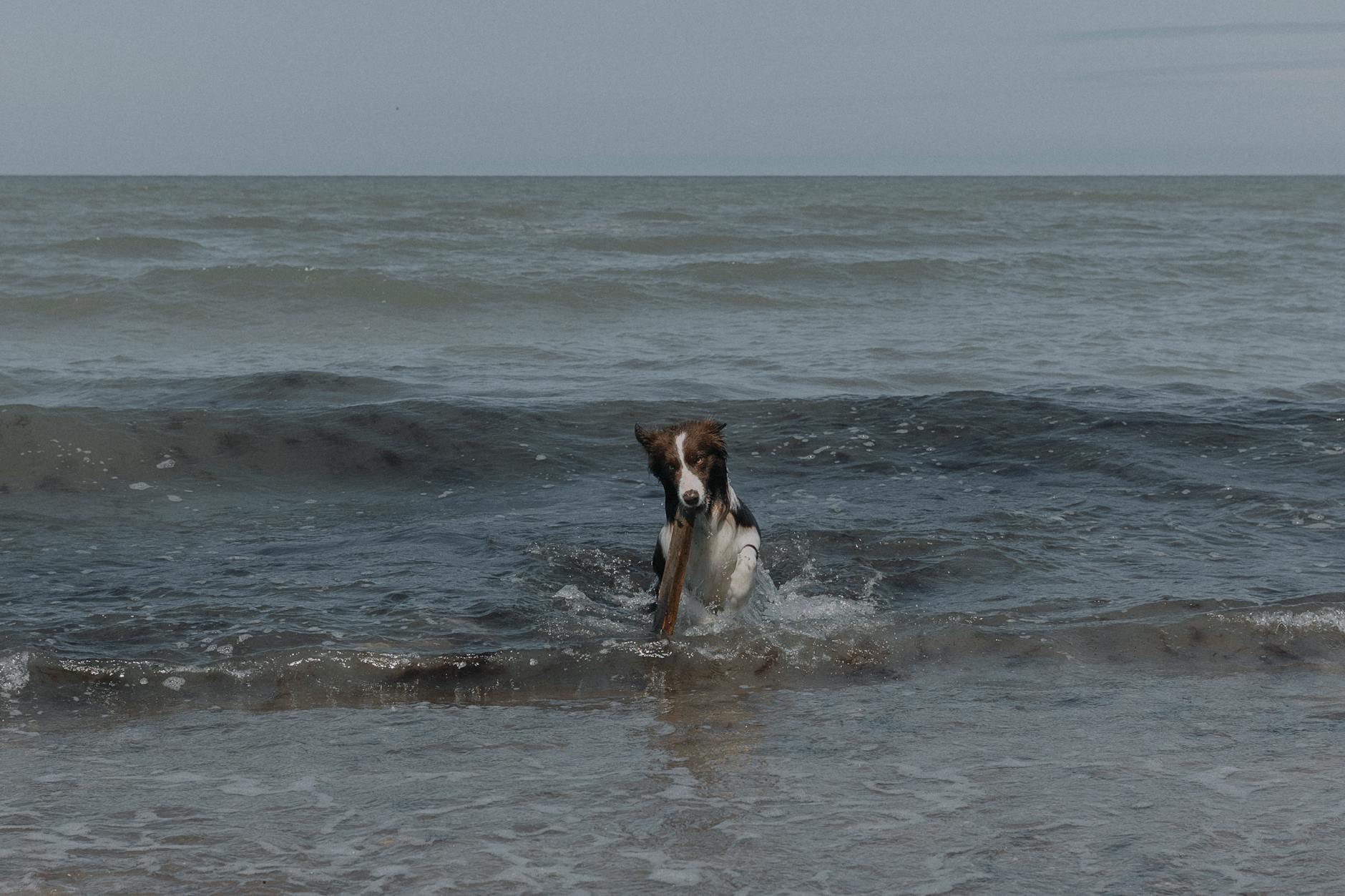 border collie playing on sea shore