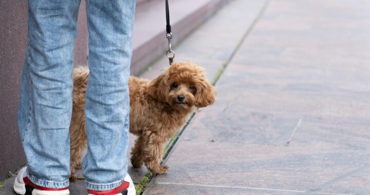 Halsband vs Geschirr: Die richtige Wahl für Ihren Hund