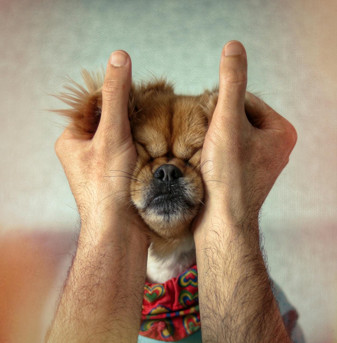 a person petting a dog