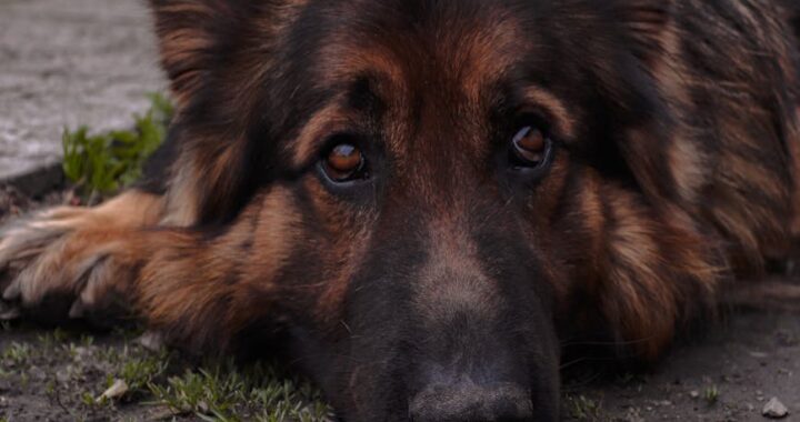 Intelligenzspielzeug: Fordern Sie Ihren Hund heraus und fördern Sie seine Fitness