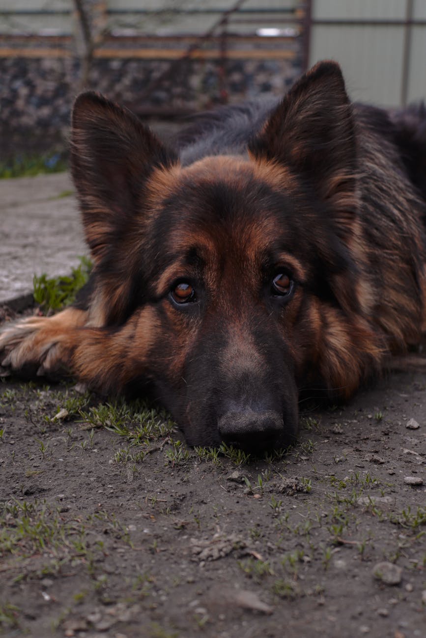 german shepherd lying on soil