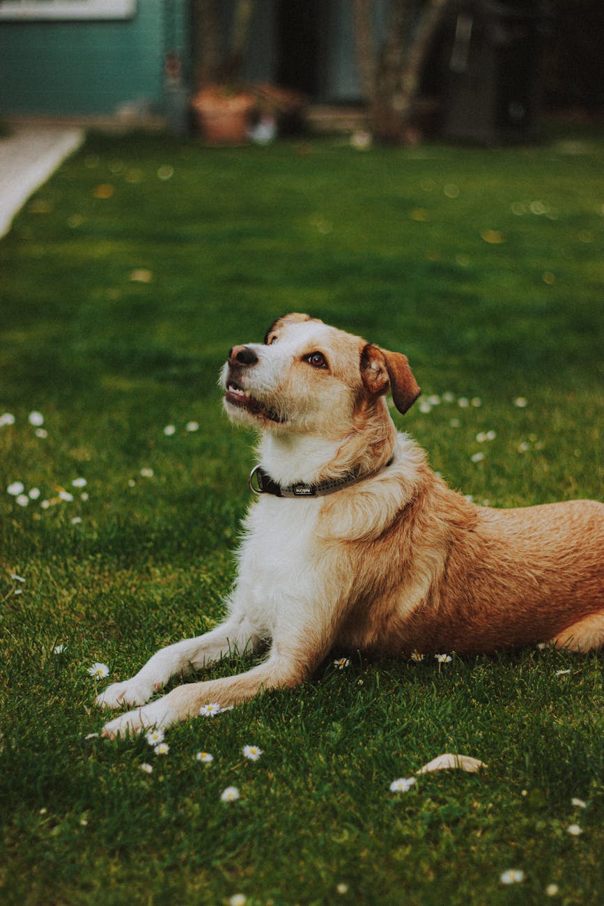 brown and white short coated dog lying on green grass